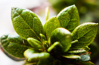 Азалия для любимой