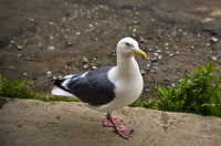 Приморский соловей