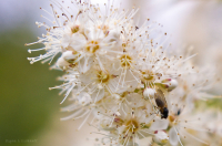 Мух на рябине