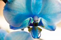 голубая орхидея