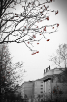 Рябина красная