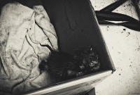 Не сдавайся