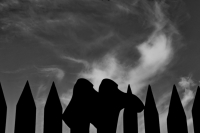 Судьба фотокритика ( Woldemar)