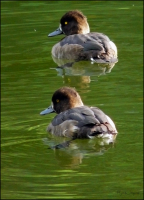 синхронное плаванье