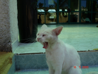 кубинский кошак