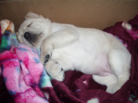 крепко спим