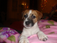 Джек Рассел терьер