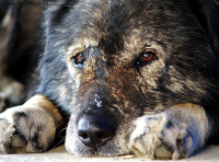 одиноко одинокий одиночка