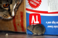 кошки,мышки