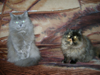 мои парасюшки:)