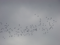 Летят журавли