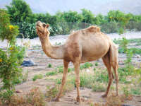 кэмэл-аниматор