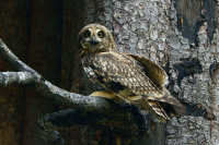 Дальневосточная сова