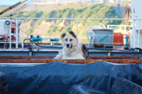 Морской волк