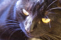 мое домашнее персональное зло