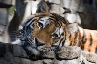 Тигрица Лапа (Новосибирский зоопарк)