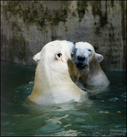 Идилия (Новосибирский зоопарк)