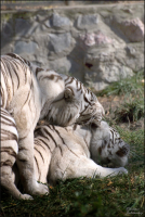 Основной инстинкт (Новосибирский зоопарк)