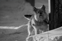 о злых псах...