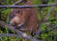 игра на дудочке