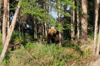 Глава местной администрации