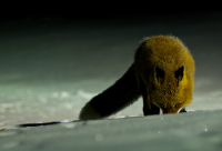 о красивых лисицах...