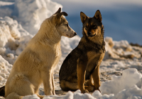 глаза в глаза...