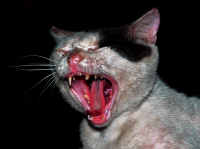 kкате бланко