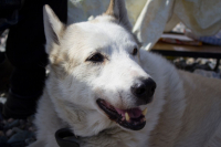 Старый мудрец