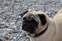 Ну что ты пристаешь, хозяин?