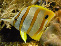 рыба-бабочка