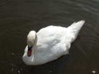 Белый лебедь