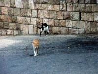 обиженный кот