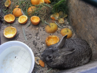 Турецкий кролик