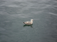 зачем припёрлись ?