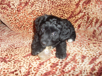 мой  волкодав :)