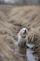 спа процедуры для собак