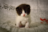 Глаза, в которых видно только свет