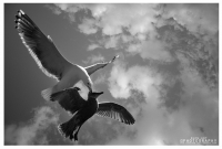 чёрное и белое