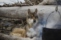 Чем же меня сегодня накормят