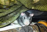 А кормить сегодня будут?