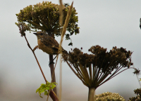 под зонтиком...