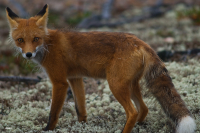 кто здесь??? 0_о