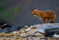 в поисках...