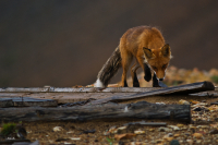 в поисках...