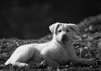 о чумазых псах...