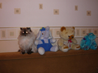 Угадай_где_игрушка