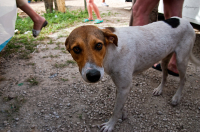 хозяин ты где?