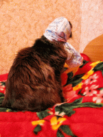 Анимашка-умиляшка