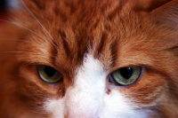 рыжий взгляд